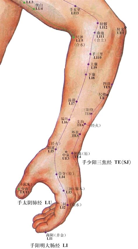 上廉穴|上廉穴位位置图